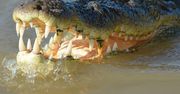 Sri Lanka. Krokodyl zagryzł dziennikarza "Financial Times"