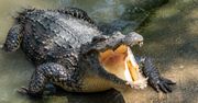 Mężczyzna złamał kwarantannę. Został zjedzony przez krokodyla