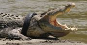 Krokodyl z oponą na szyi. Indonezja oferuje nagrodę dla osoby, która uratuje zwierzę