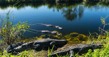 Koronawirus w Rwandzie. Złamał zasady kwarantanny, pożarły go krokodyle