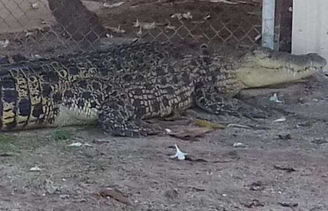 Olbrzymi krokodyl wyszedł na ulicę
