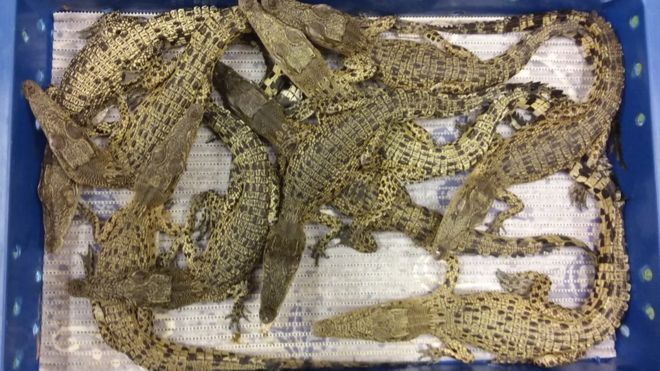 50 krokodyli przejętych na Heathrow. Miały trafić na talerze