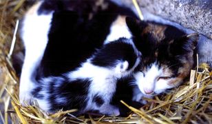 Bełchatów. Dźgnął kotkę nożem, a jej młode rozdeptał. Na koniec groził policjantom