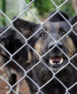 Biegacz pogryziony przez psy w Łodzi. Policja zatrzymała właścicieli