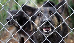 Biegacz pogryziony przez psy w Łodzi. Policja zatrzymała właścicieli