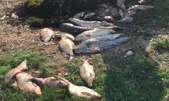 Nysa Kłodzka. Setki kilogramów śniętych ryb. "To dzieje się co roku"