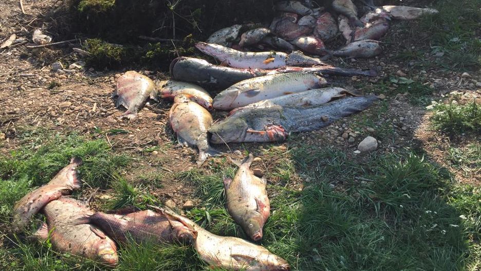 Nysa Kłodzka. Śnięte ryby w miejscowości Piątkowice