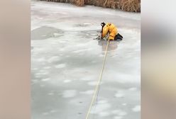 Lód załamał się pod psem. Strażak rzucił mu się na ratunek