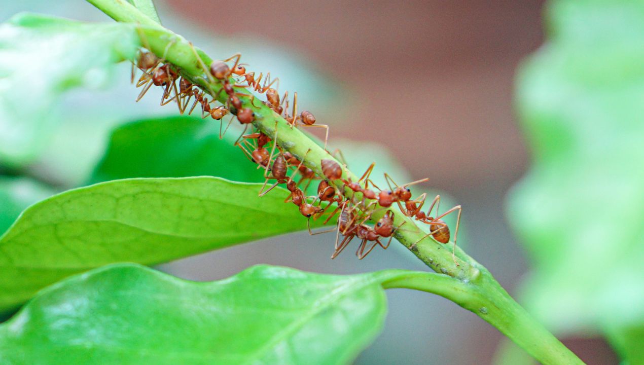 domowe sposoby na mrówki w ogrodzie fot. freepik