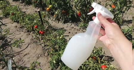 Wypłucz po nim butelkę i wykorzystaj jako nawóz w ogrodzie. Rośliny Ci za to podziękują