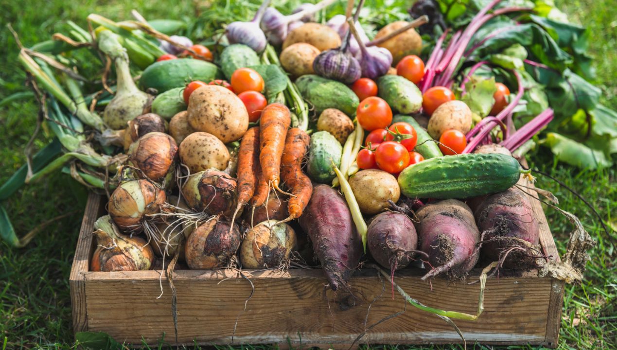 Najlepsza naturalna odżywka do warzyw. Zwiększy zbiory o 100%