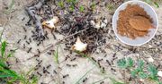 Ma właściwości owadobójcze! Pozbędziesz się mrówek z ogrodu, jeśli masz go w kuchennej szafce