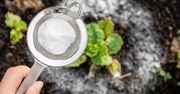 Produkt z kuchni to pogromca mrówek, ślimaków i chorób grzybowych roślin