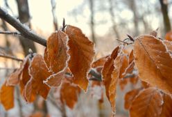 Pogodowa huśtawka. Zima, trochę wiosny i... syberyjskie mrozy