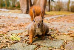 Wiosna w pełni. IMGW wydał już ostrzeżenia