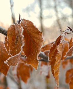 Pogodowa huśtawka. Zima, trochę wiosny i... syberyjskie mrozy
