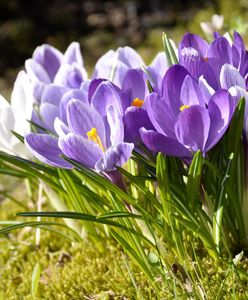 Prognoza Pogody na dziś – wtorek 19 marca. Sprawdzamy, jaka będzie dziś pogoda w największych miastach w Polsce