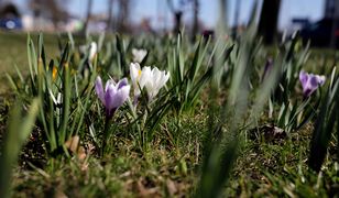 Pogoda na najbliższy tydzień. Nadchodzą zimni ogrodnicy i zimna Zośka