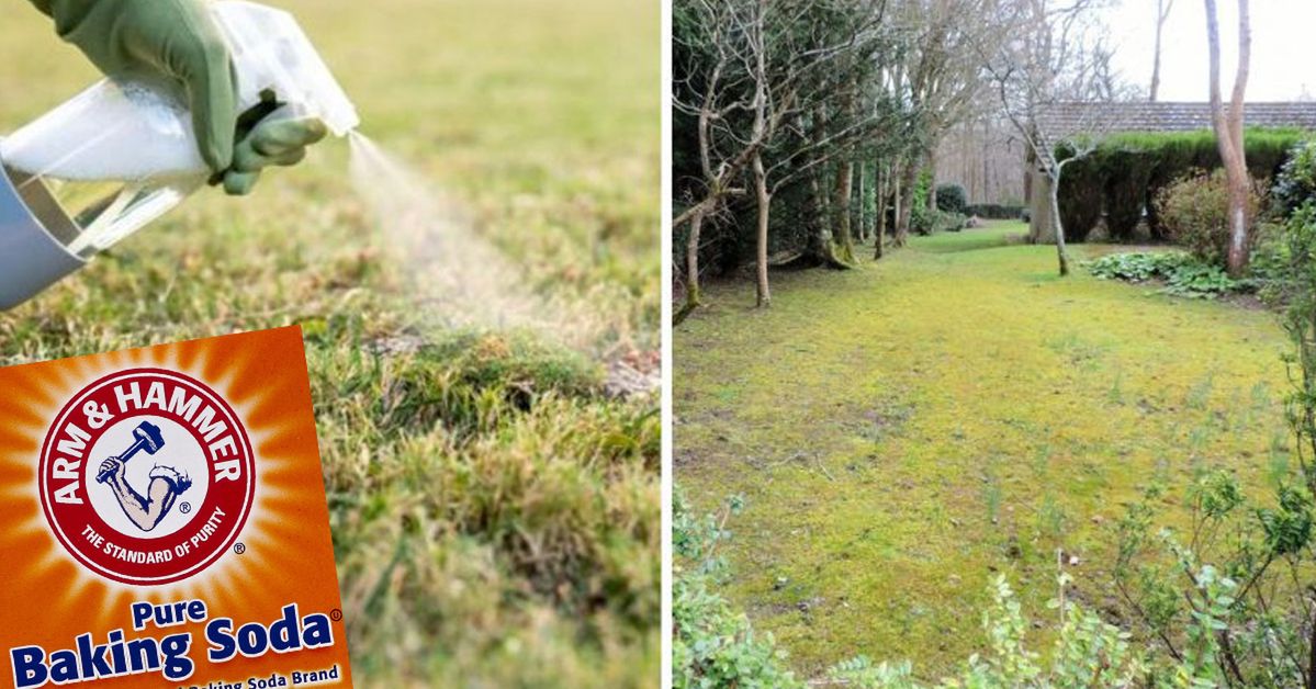 How to Get Rid of Moss from Your Garden and Lawn? One Cheap Product Will Make It Disappear