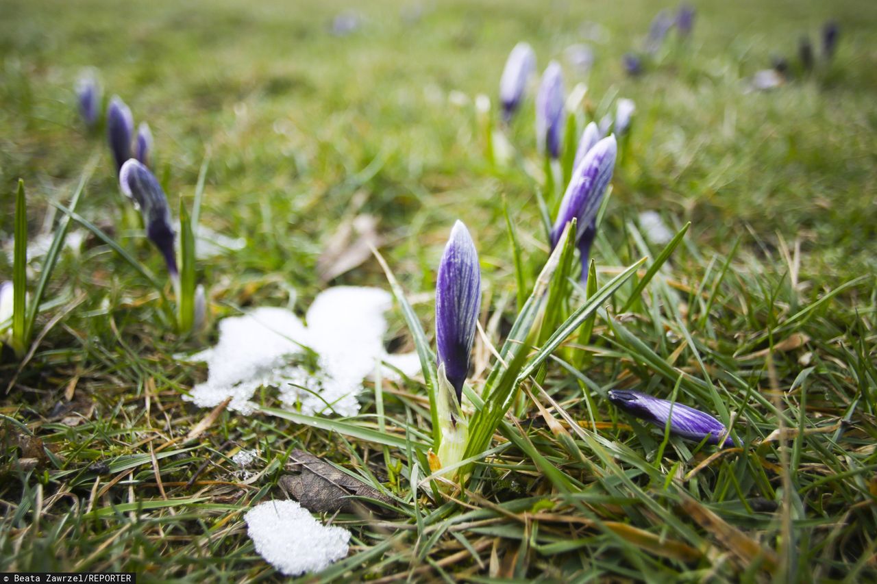 Przed nami ostatnie tchnienie zimy. Od weekendu wzrost temperatury i powrót termicznego przedwiośnia