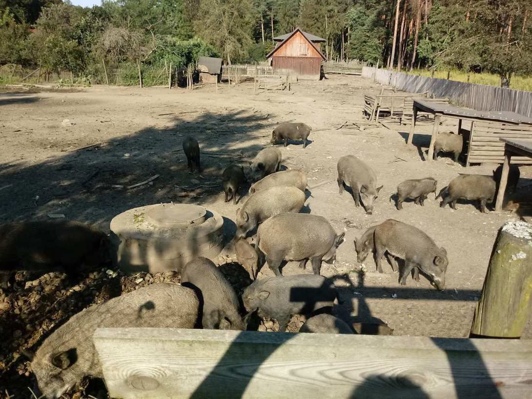 ASF. Potwierdzony pierwszy przypadek wirusa w Wielkopolsce