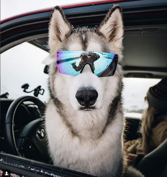 Loki the Wolfdog.  Pies, który jeździł nie tylko koleją