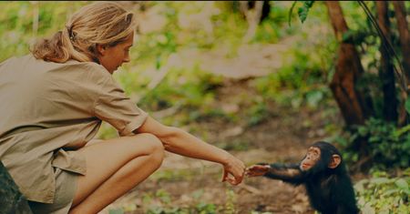 Jane Goodall zabierała syna do dżungli. Hugo z szympansami nie chciał mieć nic wspólnego
