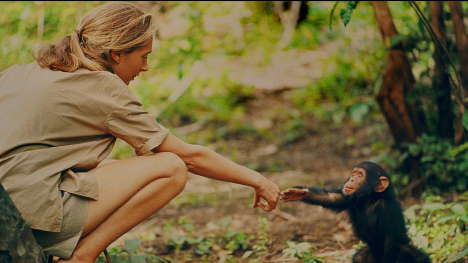 Jane Goodall prowadzi badania nad szympansami