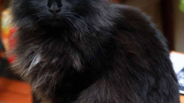 Kot o imieniu Włodek wrócił cały i zdrowy do Domu Zwierzynieckiego. Od kilku dni był poszukiwany przez cały Kraków.