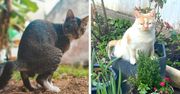 7 sposobów na kota, aby nie zamienił Twojego ogrodu w kuwetę. Szybko się go pozbędziesz