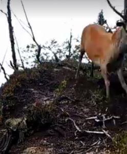Psy osaczyły jelenia. Zwierzę przez sześć godzin walczyło z nieproszonymi gośćmi