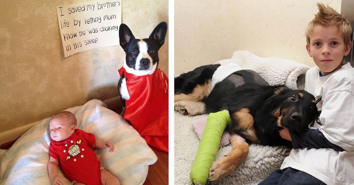 14 Hero Dogs That Put Their Lives at Risk to Save People