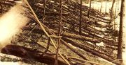 109. rocznica katastrofy tunguskiej. Coraz więcej pytań, coraz mniej odpowiedzi