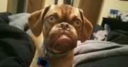 Earl - nowy Grumpy Dog