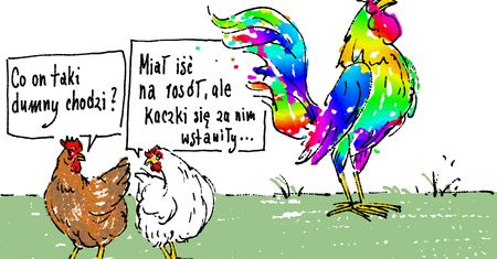 Sprawa senatora Koguta. "Miał iść na rosół, ale kaczki się za nim wstawiły"