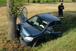 Przydrożne drzewa to niebezpieczeństwo. Politycy chcą je wycinać, ale są lepsze rozwiązania