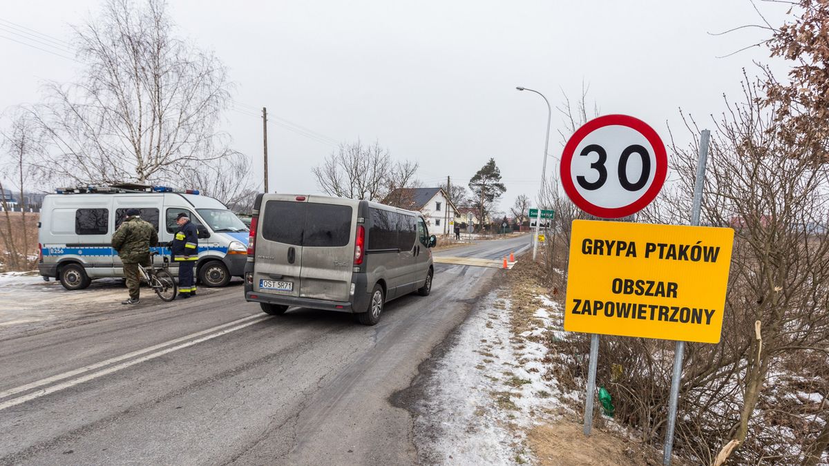 Wirus grypy ptaków H5N8 został wcześniej wykryty w trzech gospodarstwach hodujących indyki w gminie Uścimów
