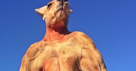 Nie żyje Roger. Muskularny kangur był gwiazdą internetu
