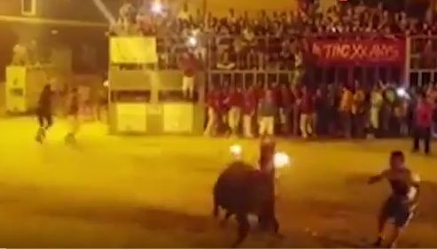 Samobójstwo hiszpańskiego byka. Podpalono mu rogi
