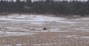 Odwodniona i wychudzona foka na plaży w Gdańsku. Trafiła do szpitala w Helu