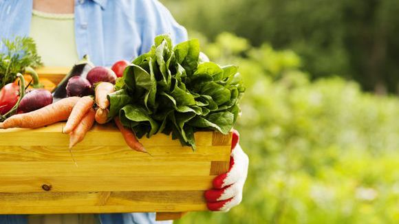 W Europie rosną inwestycje w nowatorskie startupy z branży ekologicznej żywności 