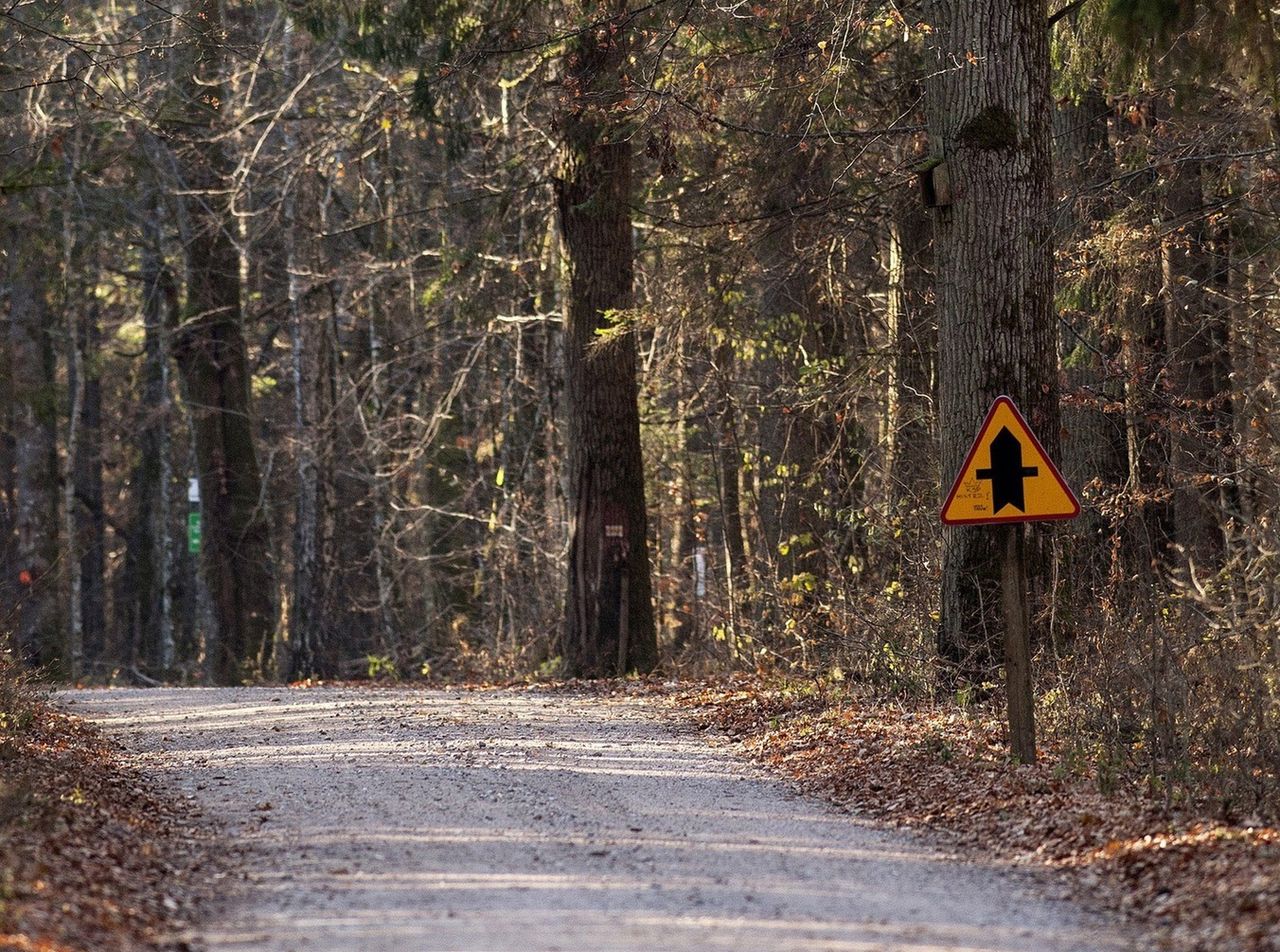 Trwa budowa utwardzonej drogi w Puszczy Białowieskiej