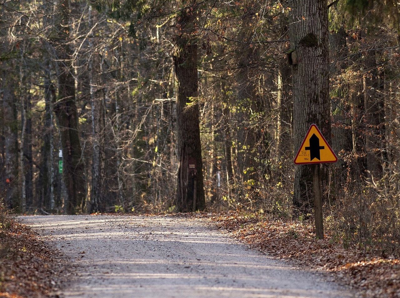 Trwa budowa utwardzonej drogi w Puszczy Białowieskiej