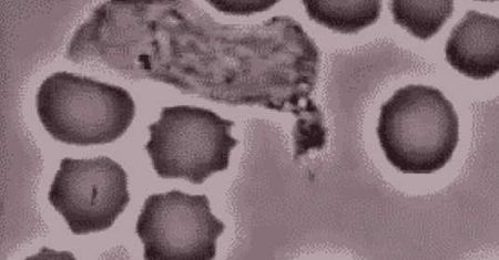 Quiz z biologii. Czy znasz wszystkie odpowiedzi?