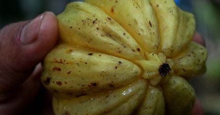 Garcinia Cambogia – właściwości i zagrożenia