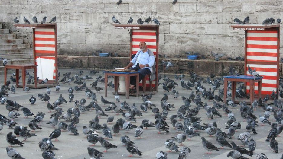 Gołębie żerujące na resztkach pokarmu w Istambule