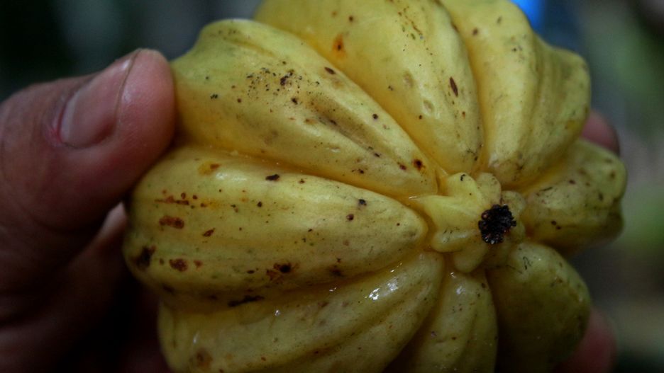 Garcinia Cambogia stosowane w formie ekstraktu może nieść za sobą wiele zagrożeń. 
