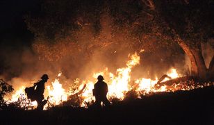 Pożar w Niemczech: ogień szaleje pod Berlinem. Spłonęło już 300 ha lasów
