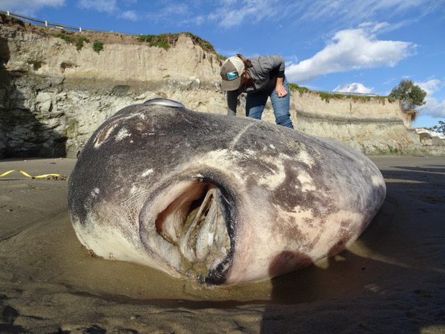 Mola tecta w Kalifornii. Gigantyczna ryba wyrzucona przez ocean
