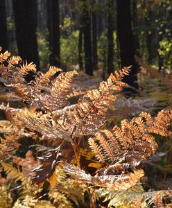 Pogoda. Susza się pogłębia. Kiedy wystąpią mocniejsze opady?